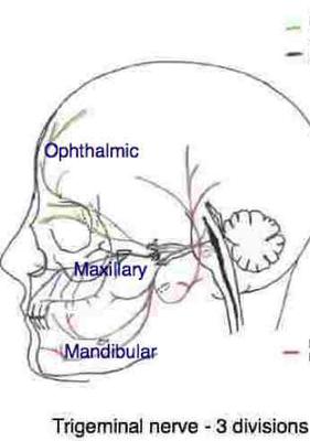 The sensory nucleus of the trigeminal nerve is in the neck.