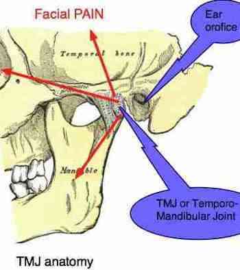 Anatomy of the TMJ