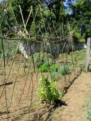 Pole bean fence