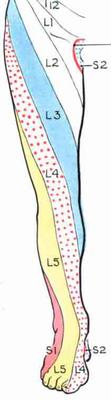 The femoral nerve supplies mainly the front of the thigh, the sciatic the back of the leg, but that's a generalisation. 
