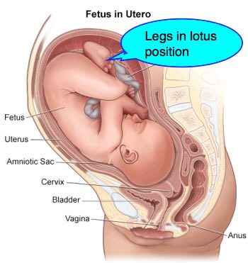 See the proximity to the pubic bone and the coccyx?