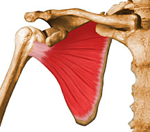 Shoulder anatomy is actually four joints wrapped up in one arm.