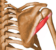 Teres Minor muscle. Teres Minor muscle.