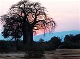 The bushveld baobab tree that grows in the Louis Trichard Region. The bushveld baobab tree that grows in the Louis Trichard Region.