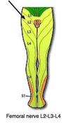 Femoral nerve L2-L3-L4 and knee pain
