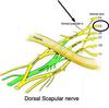 Dorsal scapular nerve to the rhomboid muscles. 
