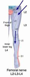 Femoral nerve distribution