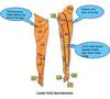 Nerve patterns in the leg