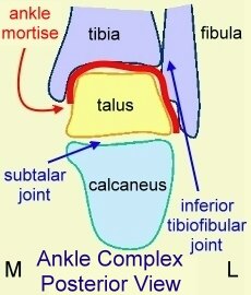 Ankle complex posterior view