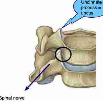 Where the nerve is usually pinched.