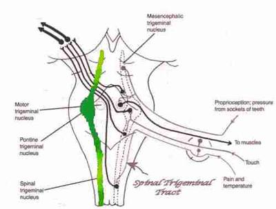 The sensory nucleus of the trigeminal nerve is in the neck.