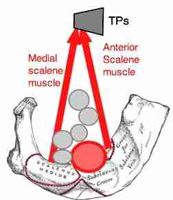The inter scalene triangle.
