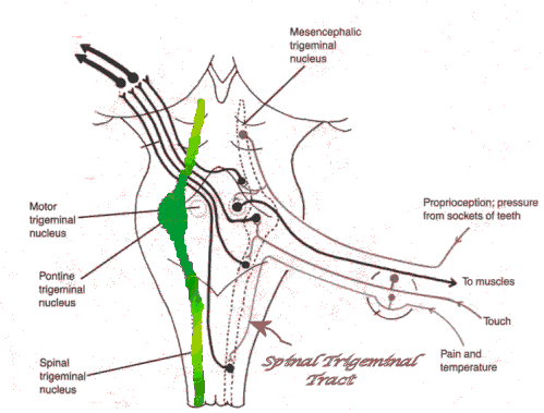 Atlanto axial joint anatomy considers a most vital joint in the neck.