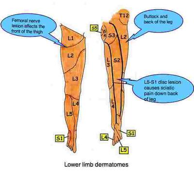 Nerve patterns in the leg