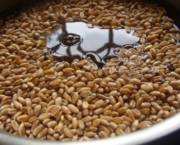 Wheat berries in boiling water.