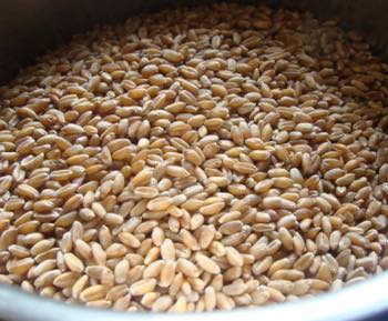 Wheat berries in a pot for boiling.