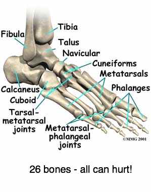 Ankle joint pain comes from a complex organ causing a lot of misery.