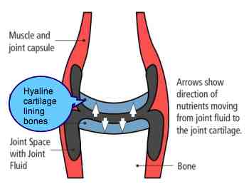 hyaline cartilage