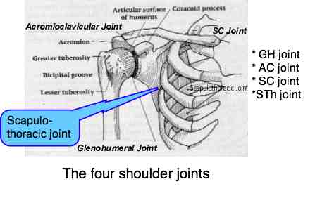 Shoulder anatomy is actually four joints wrapped up in one arm.