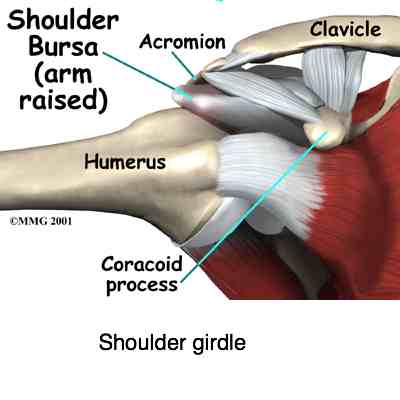 Rotator cuff consists of four muscles that can make your ...
